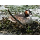 Great crested grebe (1)
