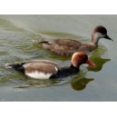 Red-crested pochard, couple (1)