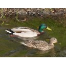 Mallard ducks, couple (1)