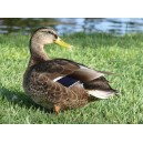 Mallard duck, female (1)
