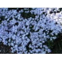 Flores de rocallas azules