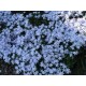 Fleurs de rocailles bleues