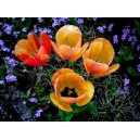 Tulipes bigarrées