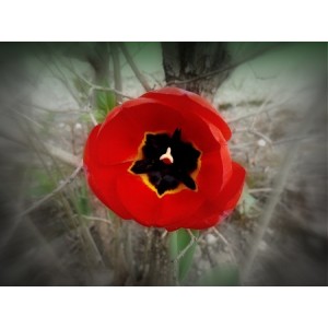 Tulipán rojo