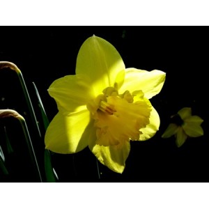 Narciso amarillo