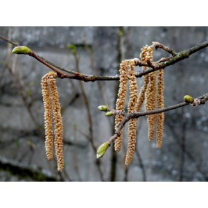 Hazelnut tree seeds