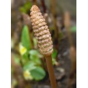 Horsetail seed