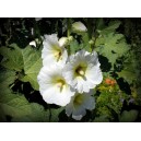 Roses trémières blanches