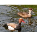Red-crested pochard, couple (2)