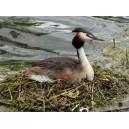 Great crested grebe (2)