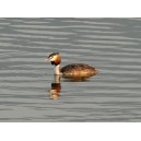 Great crested grebe (3)