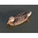 Mallard duck, female (2)