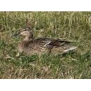Mallard duck, female (3)
