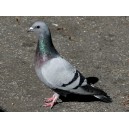Stock pigeon