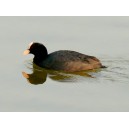 Young common coot
