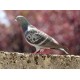 Rock pigeon (Columvia livia)