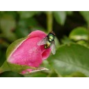 Common greenbottle fly